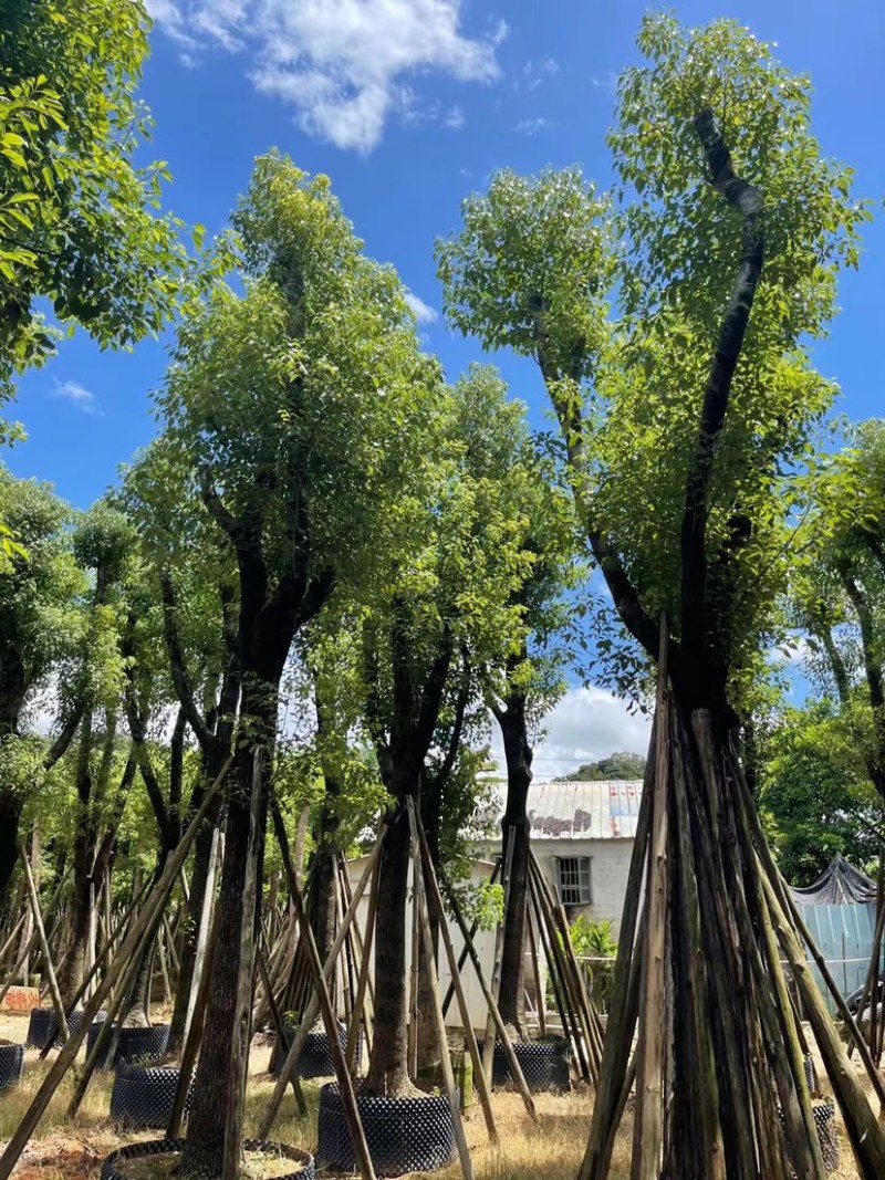 香樟骨架苗12-40公分，大量现货供应需要的老板联系