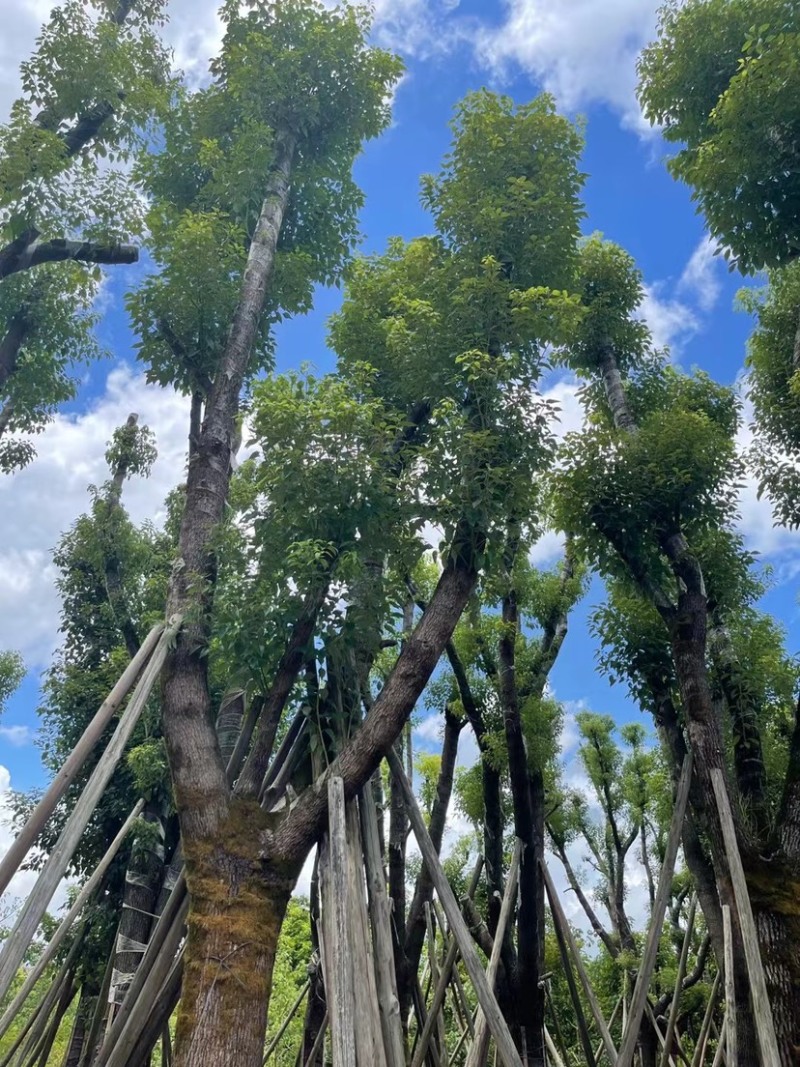 香樟骨架苗12-40公分，大量现货供应需要的老板联系