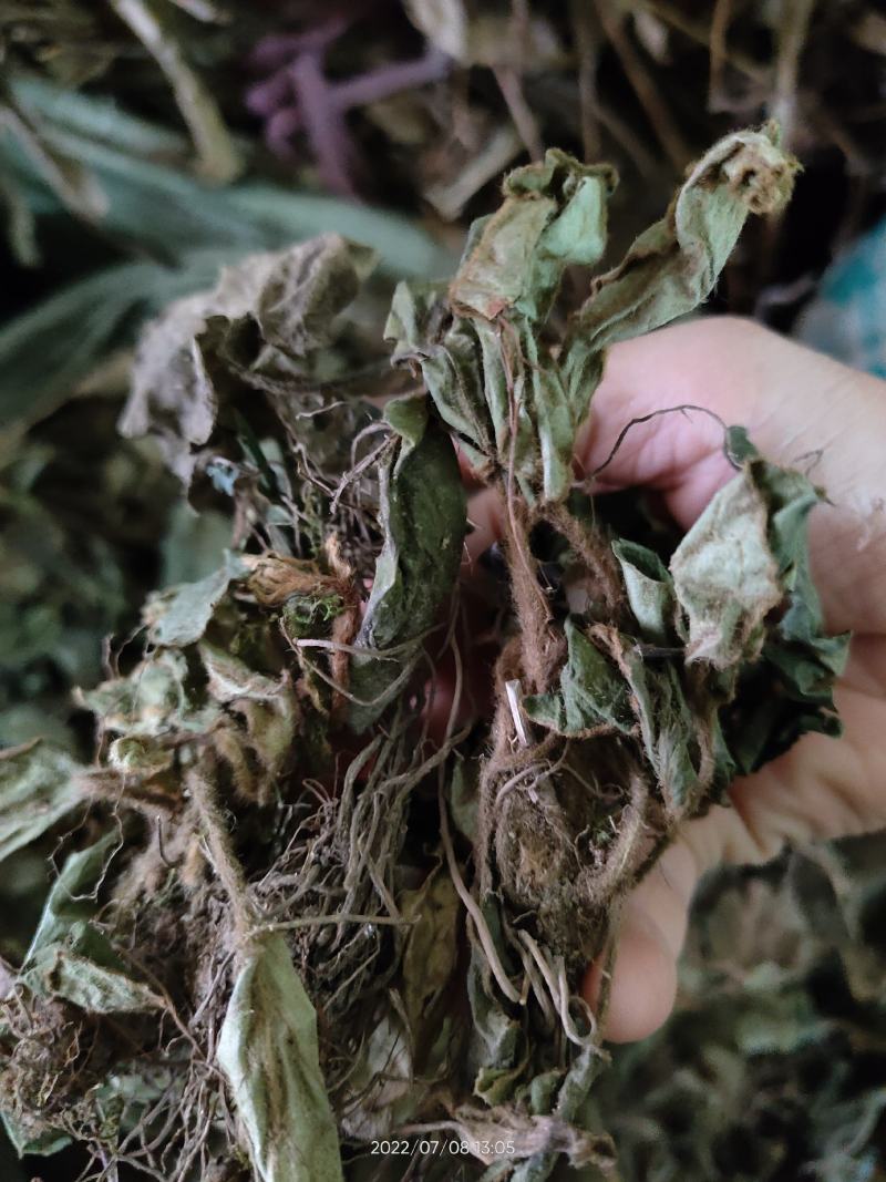 大山中草药材兔耳草兔耳风土玉竹白蝶花干品无硫