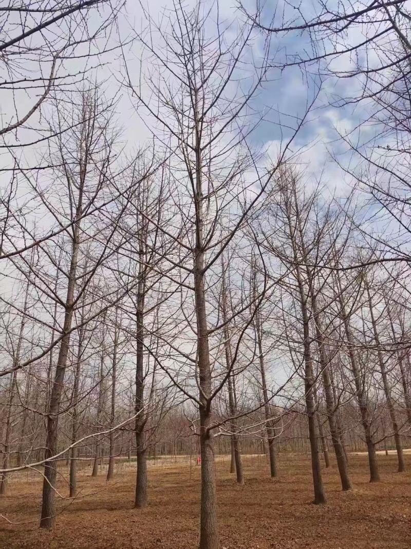 银杏树18公分规格齐全苗圃现挖现发品质保证欢迎咨询