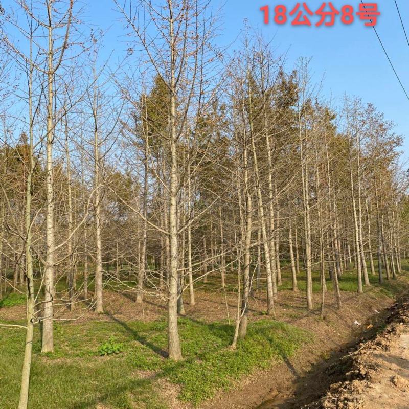银杏树18公分规格齐全苗圃现挖现发品质保证欢迎咨询