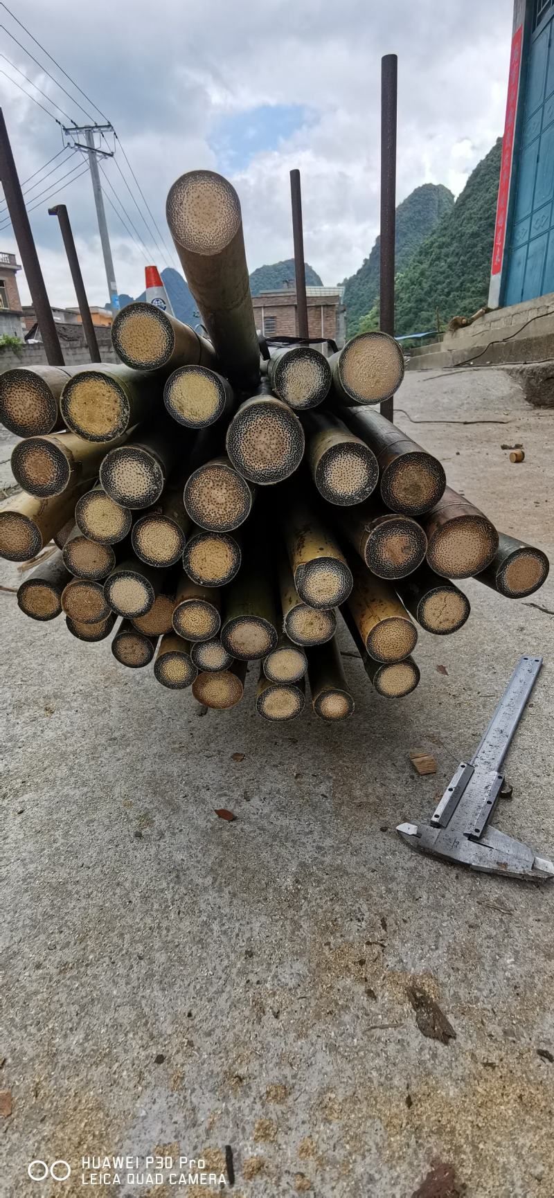 金丝竹，实心竹，
