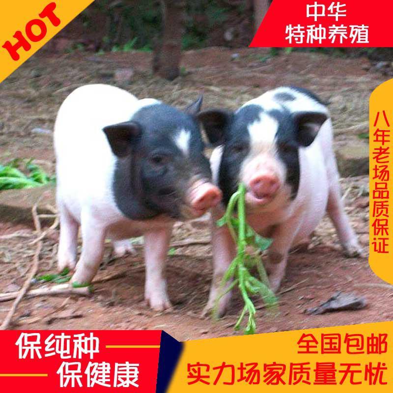 纯种巴马香猪幼崽活体藏香种猪肉猪迷你宠物小香猪仔活苗养殖