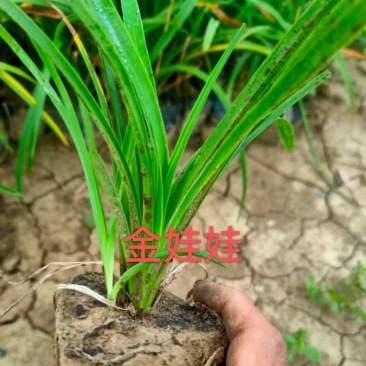 金娃娃萱草营养杯苗,地被草坪,绿化苗木,量大批发。