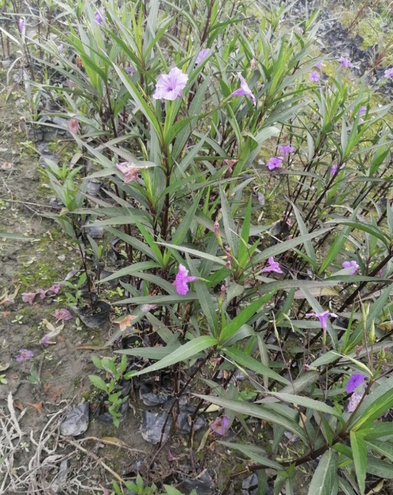 翠芦莉盆栽13杯翠芦莉开花翠芦莉50公分以上翠芦莉