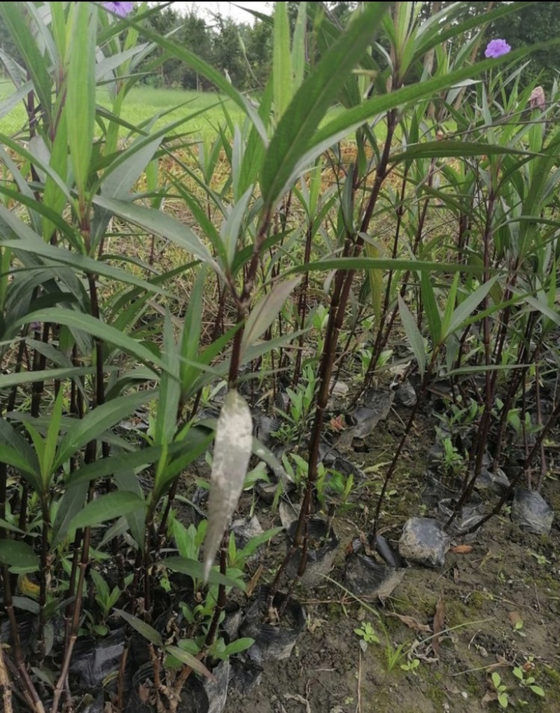 翠芦莉盆栽13杯翠芦莉开花翠芦莉50公分以上翠芦莉