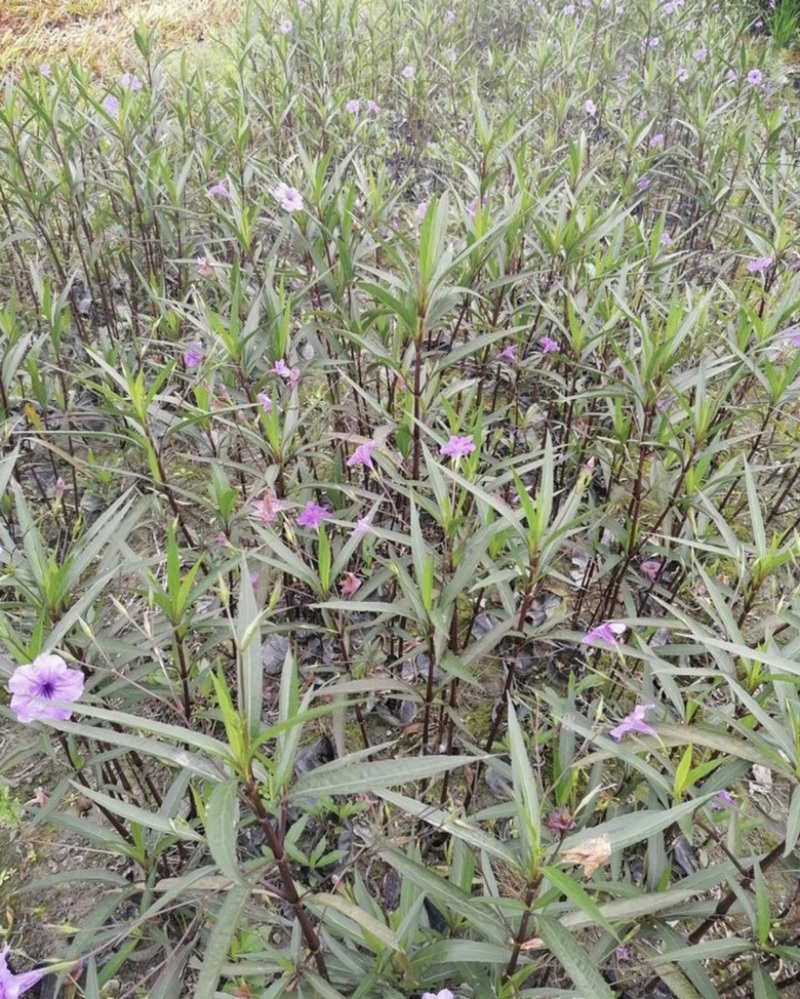 翠芦莉盆栽13杯翠芦莉开花翠芦莉50公分以上翠芦莉