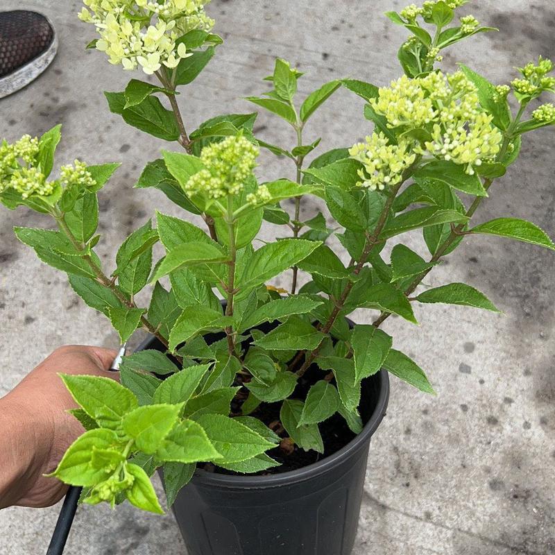 圆锥绣球花苗盆栽香草草莓四季开花花卉室内易成活好养植物