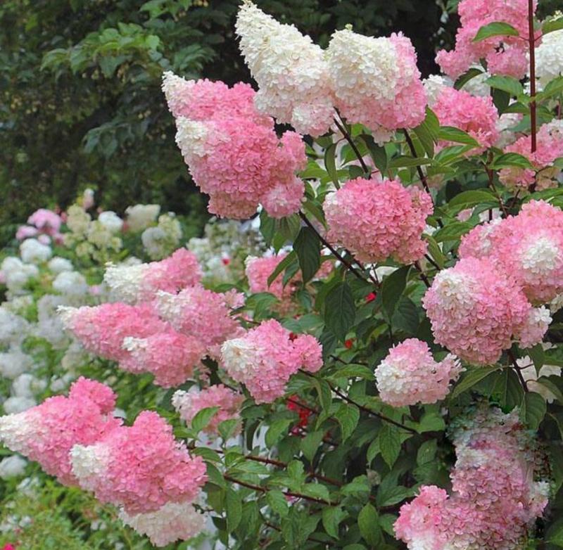 圆锥绣球花苗盆栽香草草莓四季开花花卉室内易成活好养植物