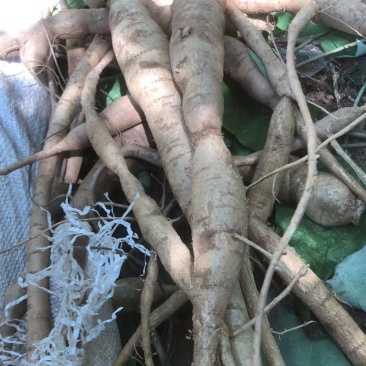 野生牛大力野生小叶牛广东肇庆货回甘味