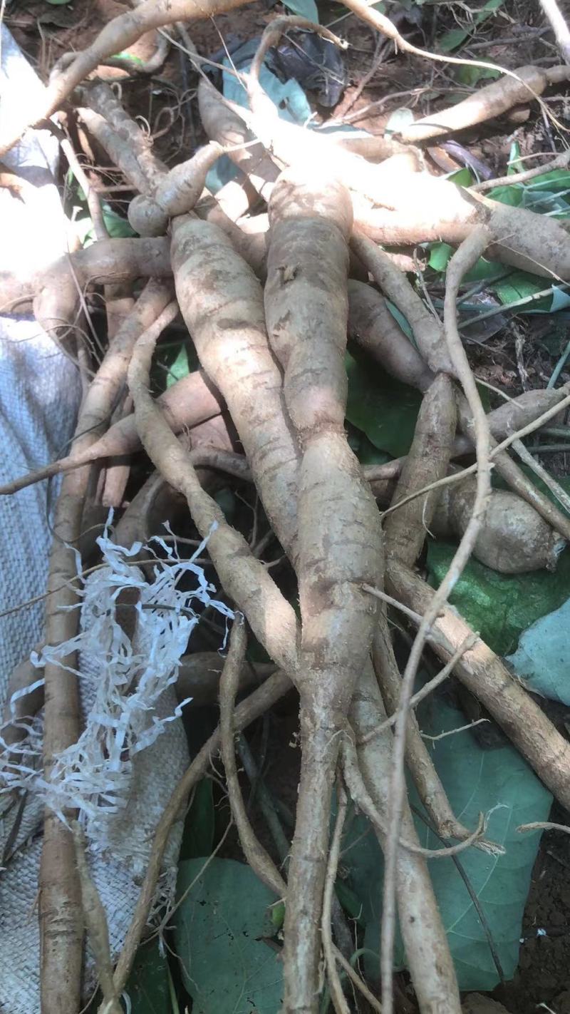 野生牛大力野生小叶牛广东肇庆货回甘味