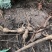 野生牛大力野生小叶牛广东肇庆货回甘味