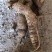 野生牛大力野生小叶牛广东肇庆货回甘味