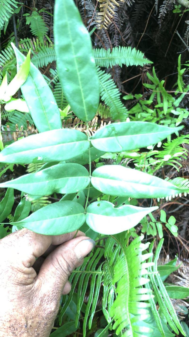 野生牛大力野生小叶牛广东肇庆货回甘味