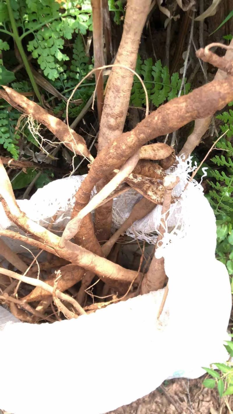 野生牛大力野生小叶牛广东肇庆货回甘味