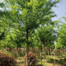 皂角树，皂角苗，常年销售各种规格皂角树，