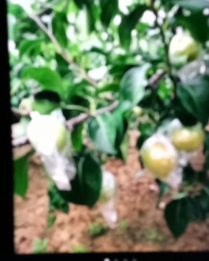 酥梨和玉露香梨