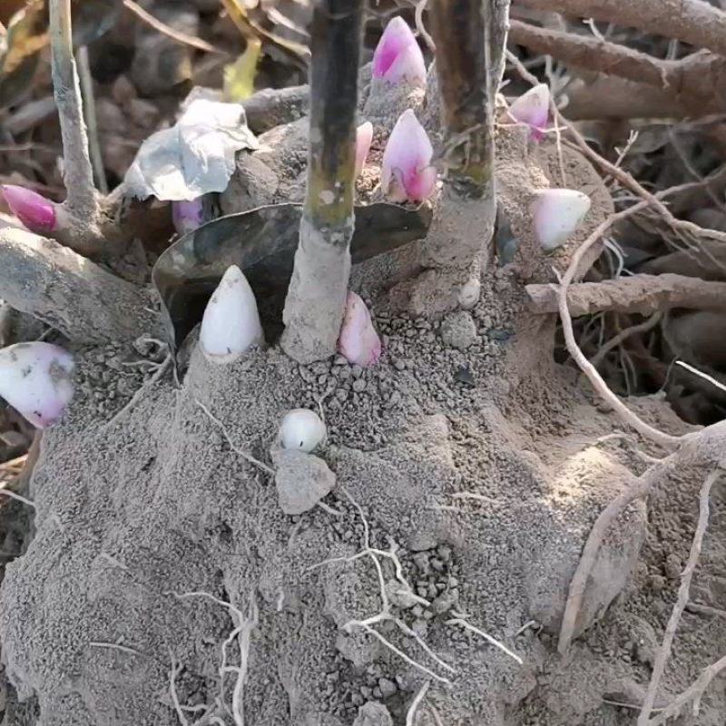 国内外千层大花重瓣观赏芍药，品种齐全保证质量，