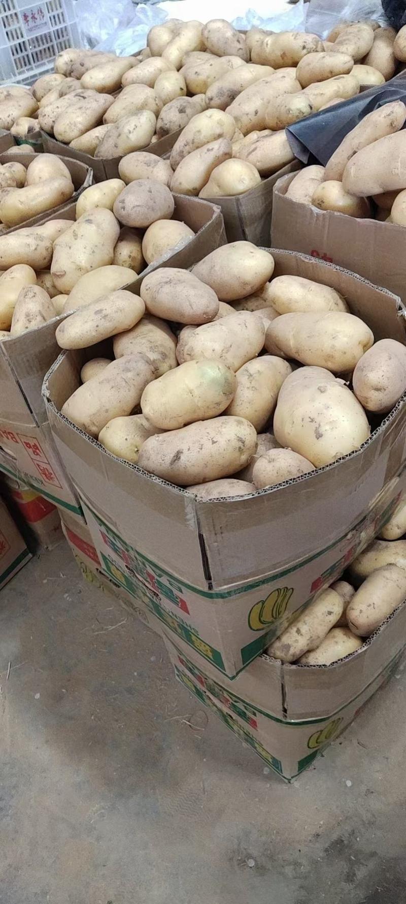 《精选》土豆，河北邯郸黄心土豆大量供应，