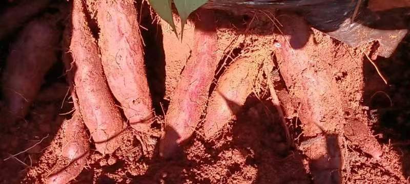 云南建水紫薯大量上市产地直发满足各位老板需求