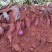 云南建水紫薯大量上市产地直发满足各位老板需求