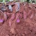 云南建水紫薯大量上市产地直发满足各位老板需求