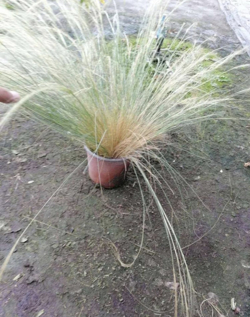 细叶针芒针芒双色杯冠幅30公分以上