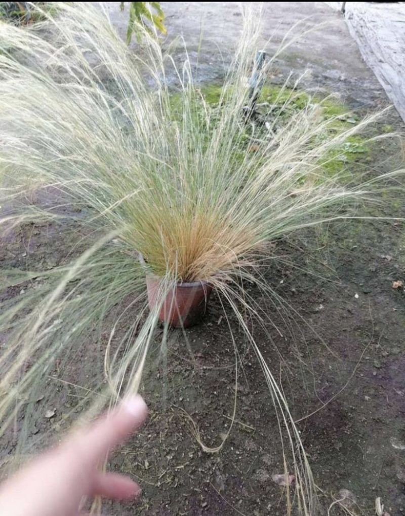 细叶针芒针芒双色杯冠幅30公分以上