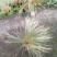 细叶针芒针芒双色杯冠幅30公分以上
