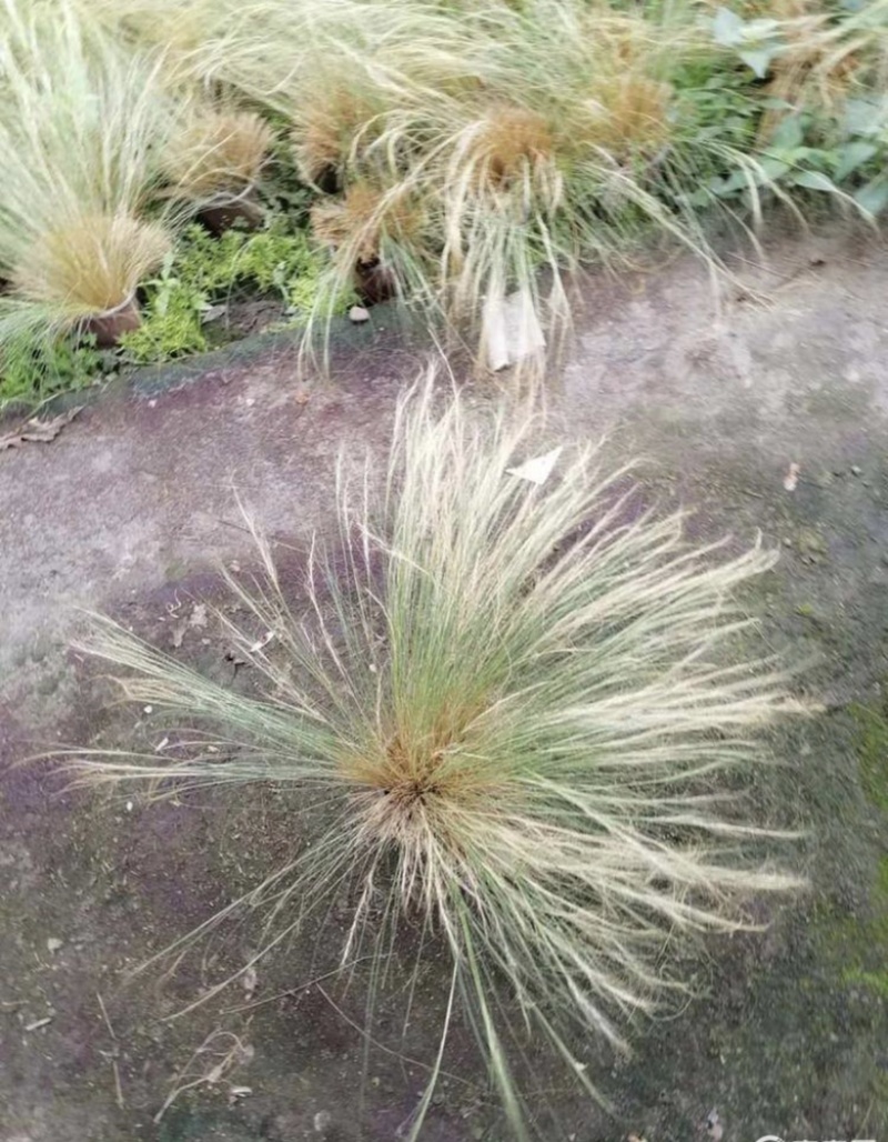 细叶针芒针芒双色杯冠幅30公分以上