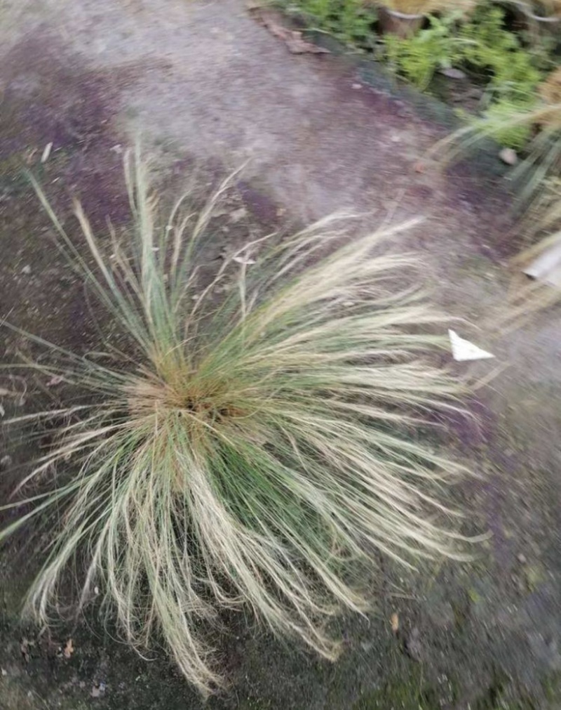 细叶针芒针芒双色杯冠幅30公分以上