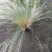 细叶针芒针芒双色杯冠幅30公分以上