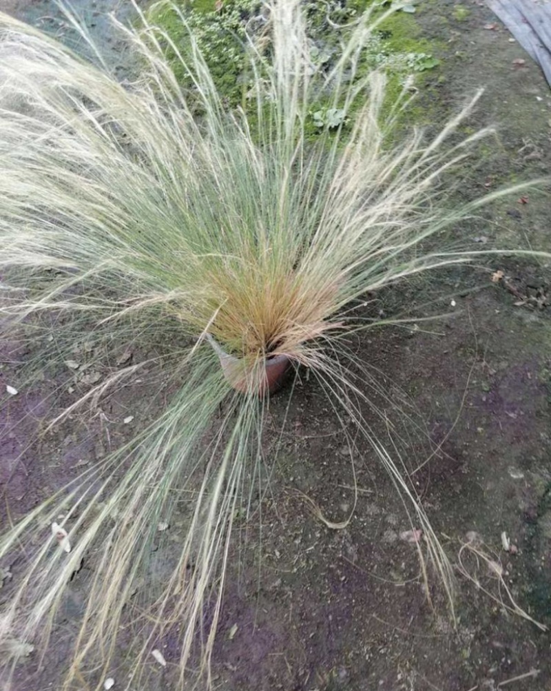 细叶针芒针芒双色杯冠幅30公分以上