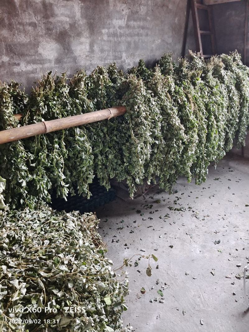 金钱草，水洗无泥沙，阴凉自然干货，青青绿绿色，清香味靓货