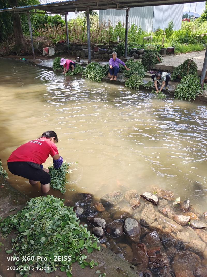 金钱草，水洗无泥沙，阴凉自然干货，青青绿绿色，清香味靓货