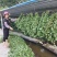 金钱草，水洗无泥沙，阴凉自然干货，青青绿绿色，清香味靓货