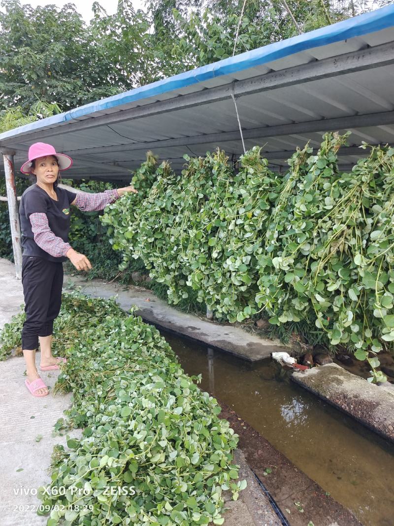 金钱草，水洗无泥沙，阴凉自然干货，青青绿绿色，清香味靓货