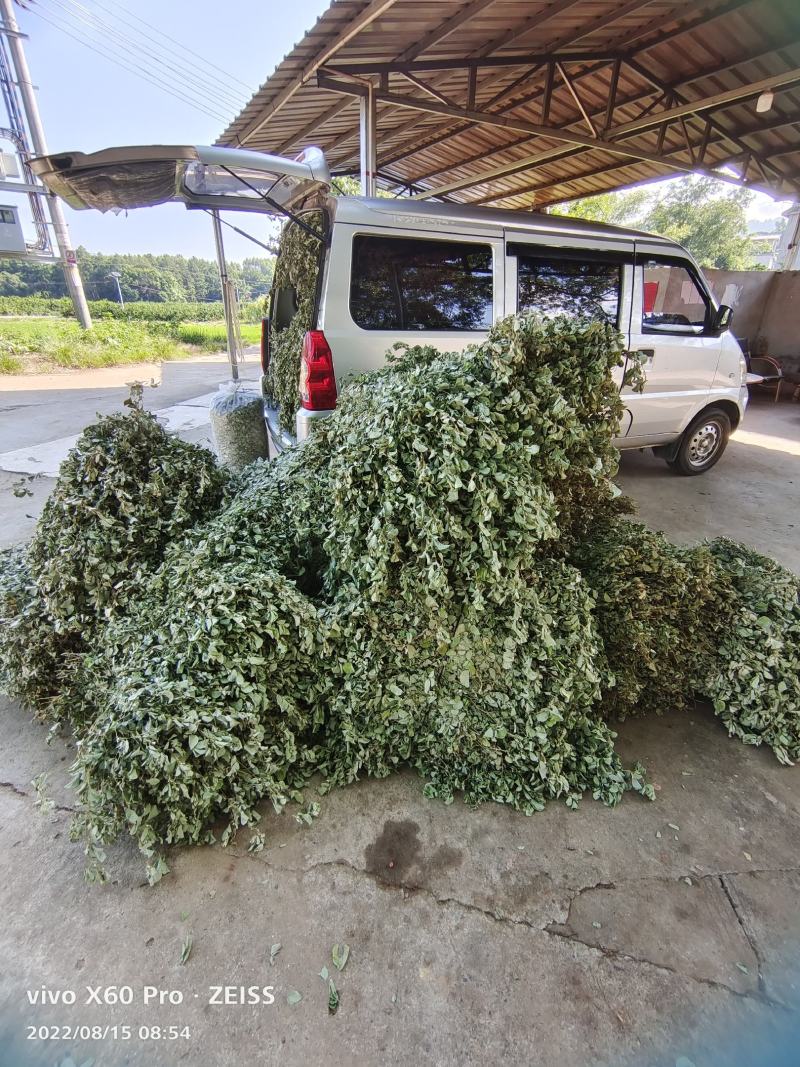 金钱草，水洗无泥沙，阴凉自然干货，青青绿绿色，清香味靓货