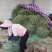 金钱草，水洗无泥沙，阴凉自然干货，青青绿绿色，清香味靓货