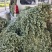金钱草，水洗无泥沙，阴凉自然干货，青青绿绿色，清香味靓货