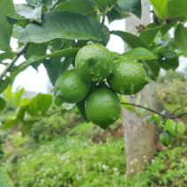 云南高山优力克青柠檬，黄柠檬价格美丽