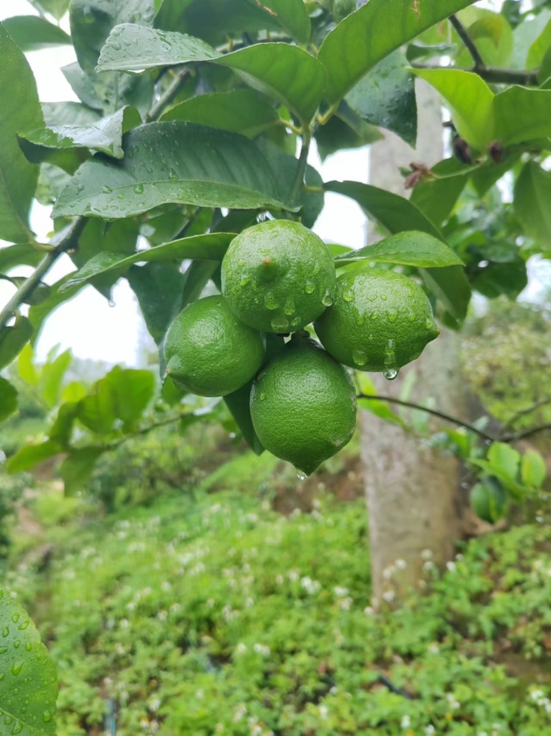 云南高山优力克青柠檬，黄柠檬价格美丽