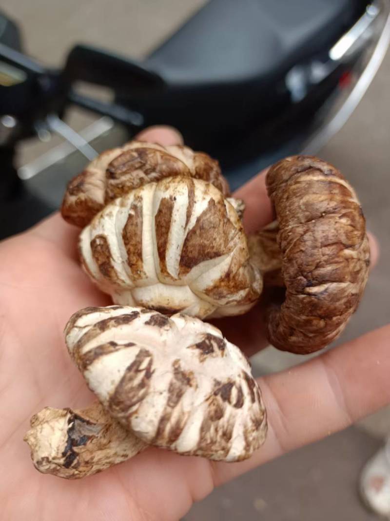 花菇/味道好极花菇/你罢工本地花菇
