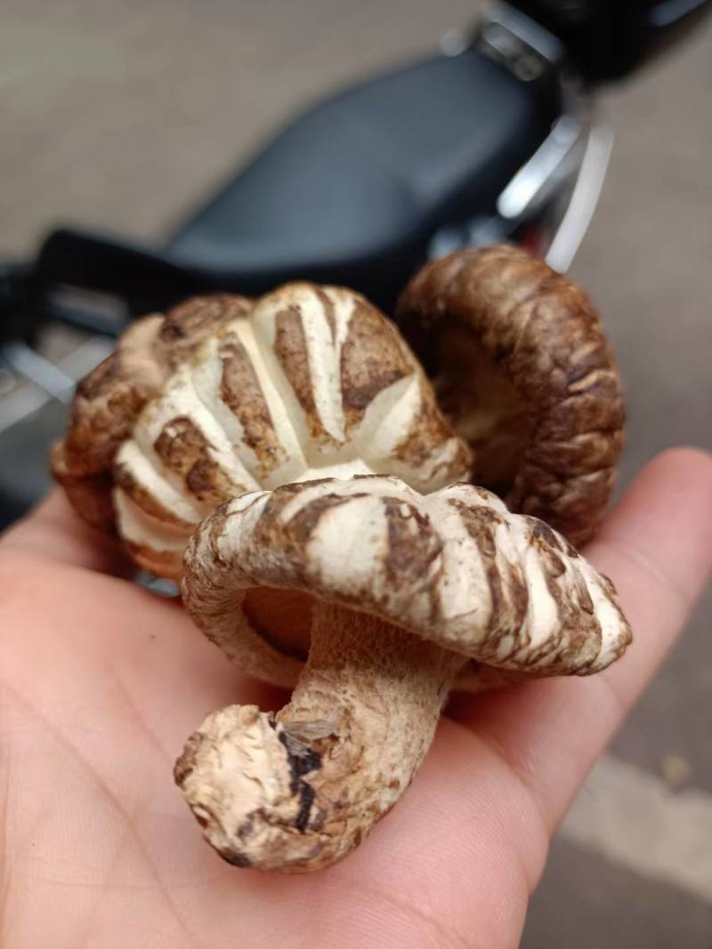 花菇/味道好极花菇/你罢工本地花菇