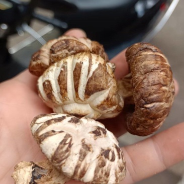 花菇/味道好极花菇/你罢工本地花菇