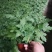 荷兰菊多头型盆栽阳台室内庭院四季开花雏菊千头好养耐寒绿植