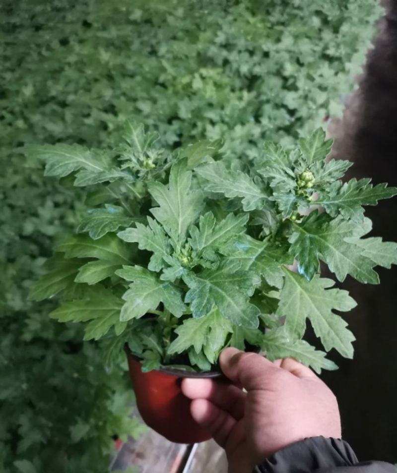 荷兰菊多头型盆栽阳台室内庭院四季开花雏菊千头好养耐寒绿植