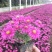 荷兰菊多头型盆栽阳台室内庭院四季开花雏菊千头好养耐寒绿植