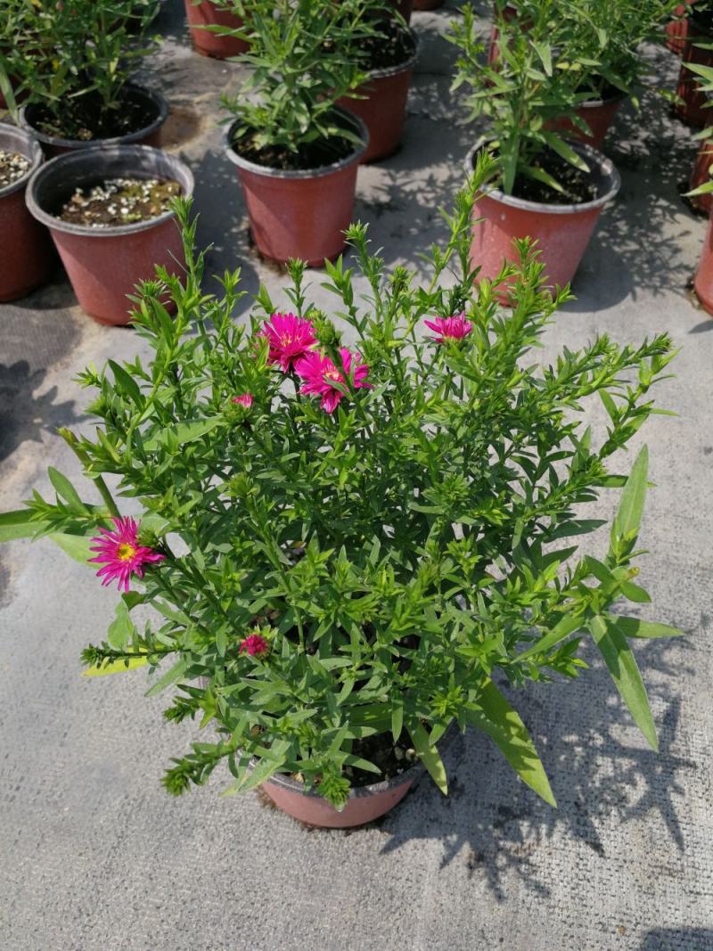 荷兰菊多头型盆栽阳台室内庭院四季开花雏菊千头好养耐寒绿植
