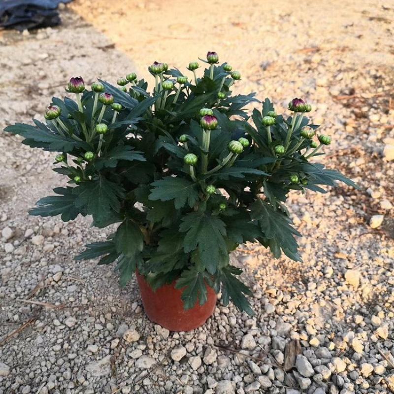 荷兰菊多头型盆栽阳台室内庭院四季开花雏菊千头好养耐寒绿植